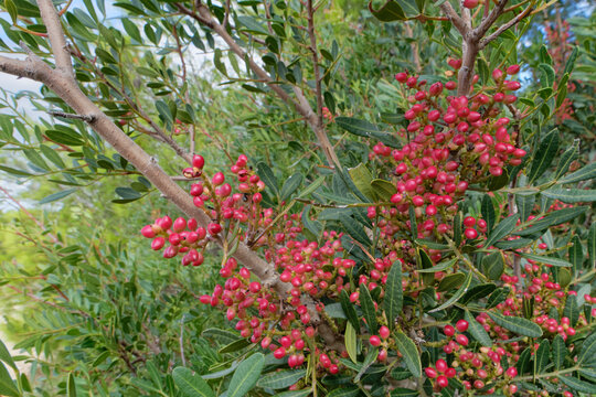 Mastic tree (Pistacia lentiscus), the source of gum mastic resin, with ripening fruits in coastal woodland, Vrsi, Zadar county, Croatia. September. 