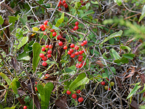 Rough bindweed (Smilax aspera) berries and spiny leaves in scrubby woodland, Prosika, Sibenik-Knin county, Croatia. September. 
