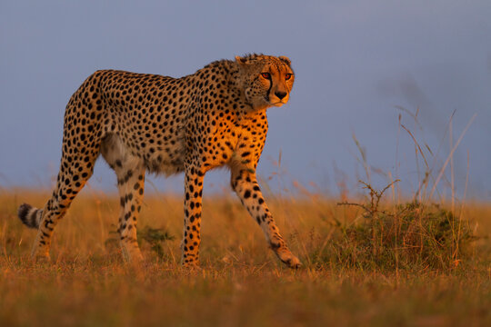 Cheetah (Acinonyx jubatus) female hunting in grassland, Masai Mara, Kenya. 