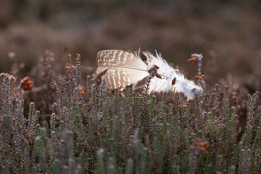 Red grouse (Lagopus scoticus) feather lodged in Heather (Calluna sp.), Scotland, UK. February. 