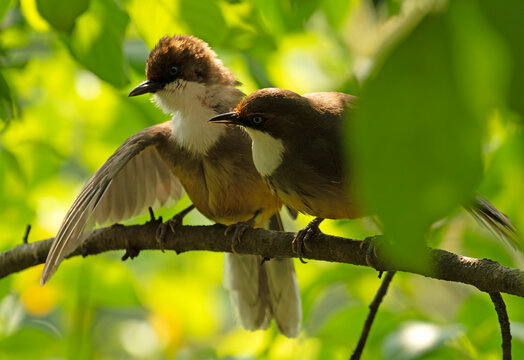 Two White-throated laughingthrushes (Pterorhinus albogularis) perched side by side on a branch, one spreading its wings, Sattal, Uttarakhand, India. 