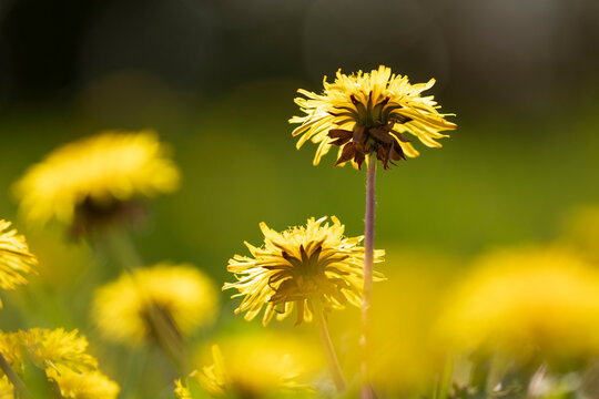 Dandelions (Taraxacum officinale) in flower on garden lawn, Inverness-shire, Scotland, UK. May. 