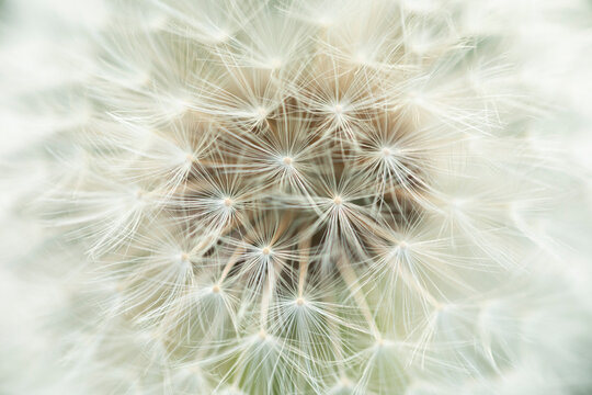 Dandelion (Taraxacum officinale) close-up of seed head, Scotland, UK. May. 