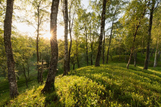 Birch (Betula pendula) woodland in spring with evening light illuminating Bilberry (Vaccinium sp.) on woodland floor, Cairngorms National Park, Scotland, UK. June. 