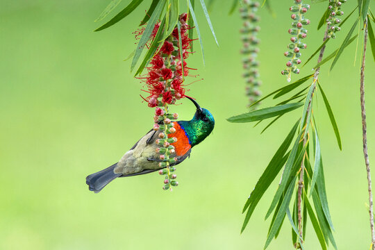 Greater double-collared sunbird (Nectarinia afra) nectaring on a flower, Garden Route National Park, Western Cape Province, South Africa. 