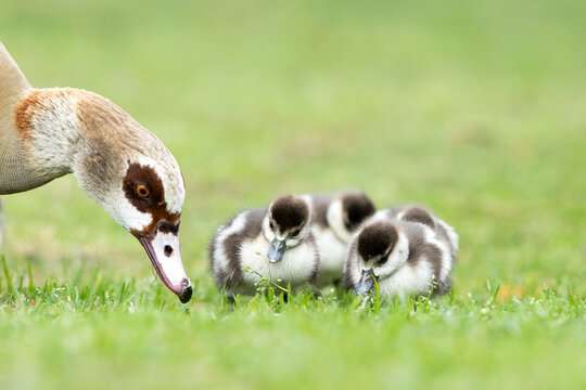 Egyptian goose (Alopochen aegyptiacus) and goslings grazing, Garden Route National Park, Western Cape Province, South Africa. 