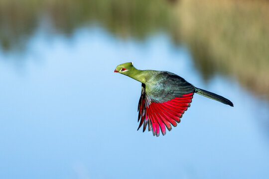 Knysna turaco (Tauraco corythaix) in flight, Garden Route National Park, Western Cape Province, South Africa. 