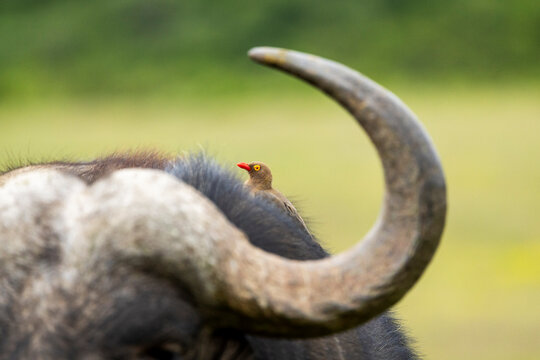 Red-billed oxpecker (Buphagus erythrorhynchus) perched on Cape buffalo (Syncerus caffer), Addo Elephant National Park, Eastern Cape Province, South Africa. 