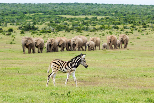 Zebra calf (Equus burchellii) standing in front of Elephant (Loxodonta africana) herd, Addo Elephant National Park, Eastern Cape province, South Africa. Endangered. 