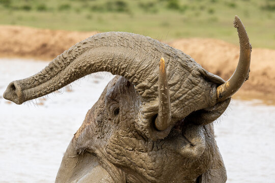 Africam elephant (Loxodonta africana) mudbathing, Addo Elephant National Park, Eastern Cape Province, South Africa. Endangered. 