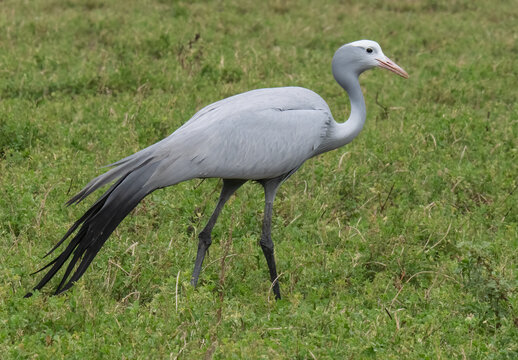Blue crane (Anthropoides paradiseus) male walking through a field of farmland crops of grasses and legumes, Malgas, Cape Province, South Africa. 