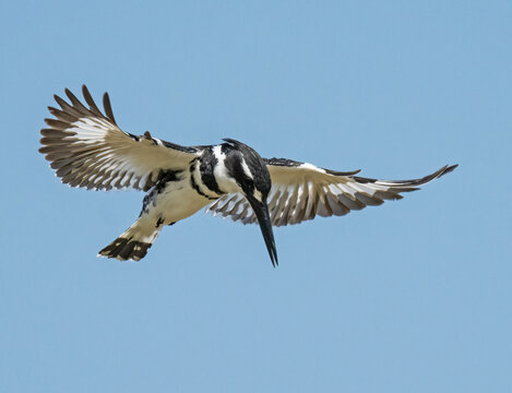 Pied kingfisher (Ceryle rudis) hovering in flight, fishing with wings outstretched, Berg River, Cape Province, South Africa. 