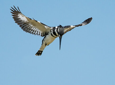 Pied kingfisher (Ceryle rudis) hovering in flight, fishing with wings outstretched, Berg River, Cape Province, South Africa. 