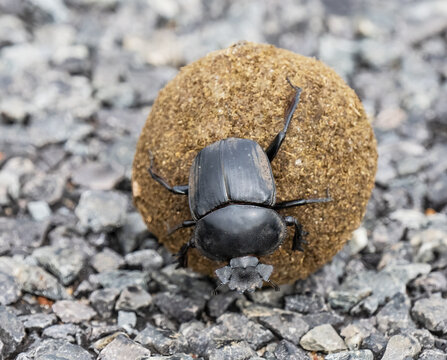 Flightless dung beetle (Circellium bacchus) rolling a ball of dung on a paved road, East Drakensberg Mountains, Cape Province, South Africa. 