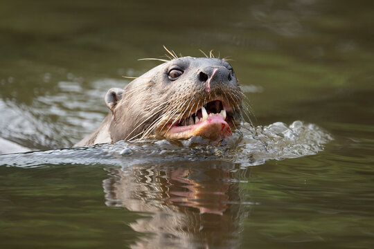 Giant river otter (Pteronura brasiliensis) swimming in river, Pantanal wetlands, Mato Grosso, Brazil. Endangered. 