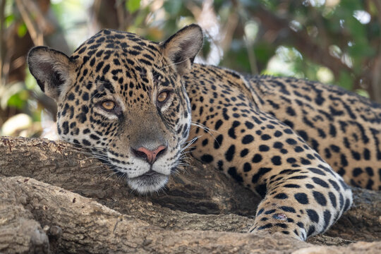 Jaguar (Panthera onca) female, resting in a tree, Pantanal wetlands, Mato Grosso, Brazil. 