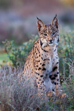 Iberian lynx (Lynx pardinus) portrait, Castilla-La Mancha, Spain. November. 