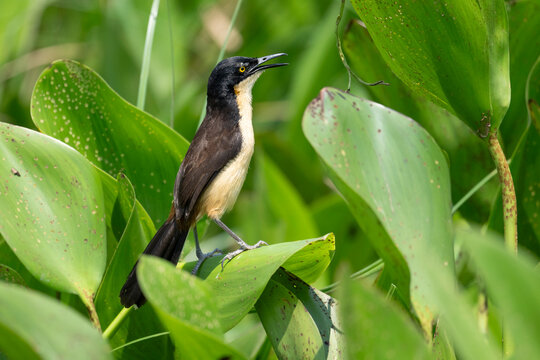Black-capped donacobius (Donacobius atricapilla) perched in Water hyacinth (Pontederia crassipes), Pantanal wetlands, Mato Grosso, Brazil. 