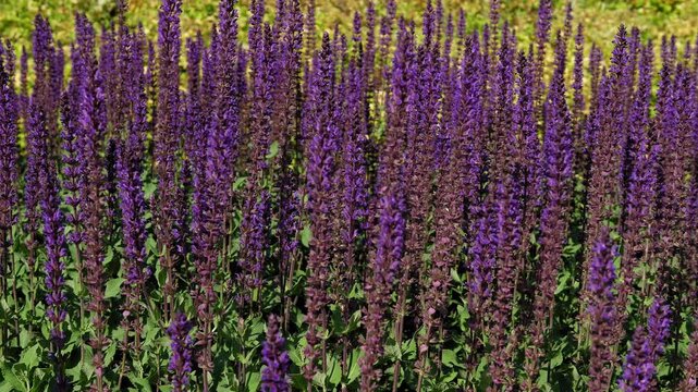 A detailed view of lavender in full bloom in a park on a sunny day. The flowers are purple and stunning, and the breeze gently caresses them.