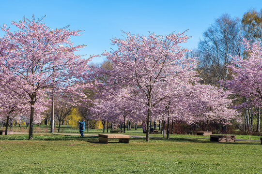 cherry blossom in spring in Riga
