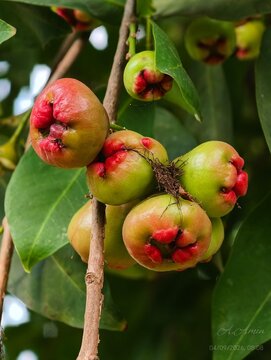 Cluster of ripe red and green wax jambu fruits hanging from a branch in a tropical orchard