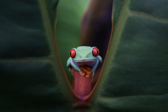 Red-eyed frogs emerge from the gaps in the leaves, Red-eyed tree frog closeup on leaves, Red-eyed tree frog (Agalychnis callidryas) looks over leaf edge