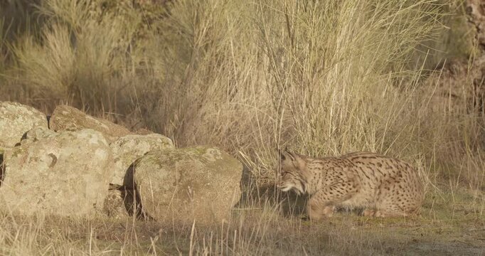 Young male Iberian lynx tries to get to the prey tucked away in the rocks, on a winter morning, in a mediterranean forest, in Montes de Toledo, Spain.