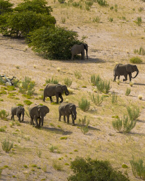 Aerial view of elephants wandering through the arid landscape, their gray forms contrasting with the dry, yellow vegetation, Uis, Namibia.