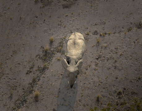 Aerial view of a rhinoceros casts a long shadow on the arid landscape, its form a study in grey against the ochre earth, Uis, Namibia.