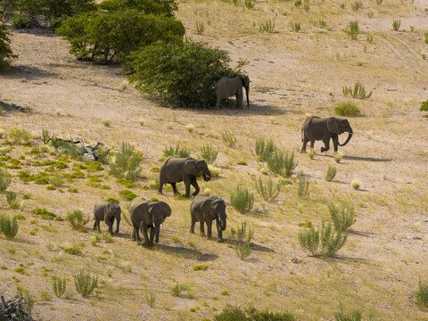 Aerial view of elephants traverse the arid landscape, their gray forms stark against the pale earth and sparse vegetation, Uis, Erongo Region, Namibia.