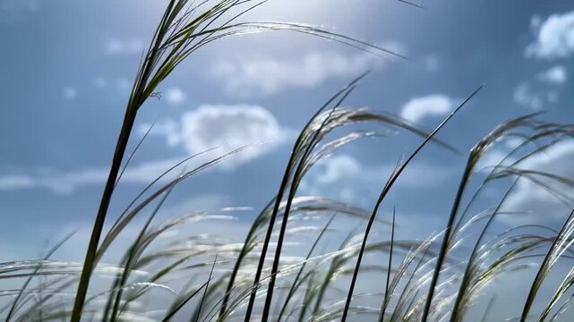 feathergrass stipa grass in wind blowing breeze motion bush vegetation steppe meadow desert landscape blue sky sunlight shining reflection in summer nature scenic outdoors in MiddleEast USA wilderness