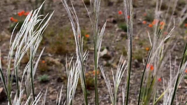silver shimmering silky feathergrass stipa and wild floral plant in desert landscape nature natural Iran Tehran Middle East Asia mountain field meadow steppe panoramic sky view spring seasonal species