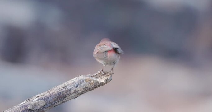 Vibrant Red male Common Rosefinch looking around from a wooden perch before taking flight.