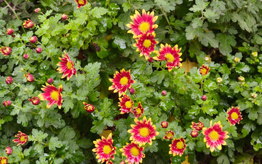 Naklejka premium colorful blooming chrysanthemums in the pot