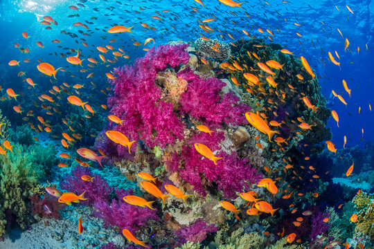 Scalefin anthias (Pseudanthias squamipinnis) swimming around purple soft coral (Dendronephthya sp.) on a coral reef, Ras Mohammed, Sinai, Egypt, Red Sea. 