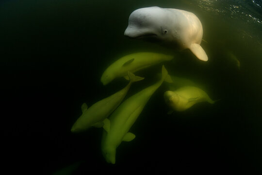 Beluga whales (Delphinapterus leucas) pod underwater, Hudson Bay, Manitoba, Canada. 