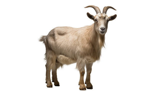 Light brown goat with curved horns standing, isolated on transparent background