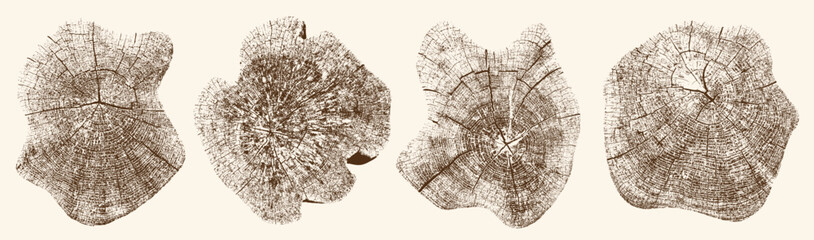 Tree growth rings set with close up trunk sections. Natural wood stamp textures showing growth layers, detailed vector illustration for organic design elements, backgrounds. Wood texture, tree, rings. © Anatoliy
