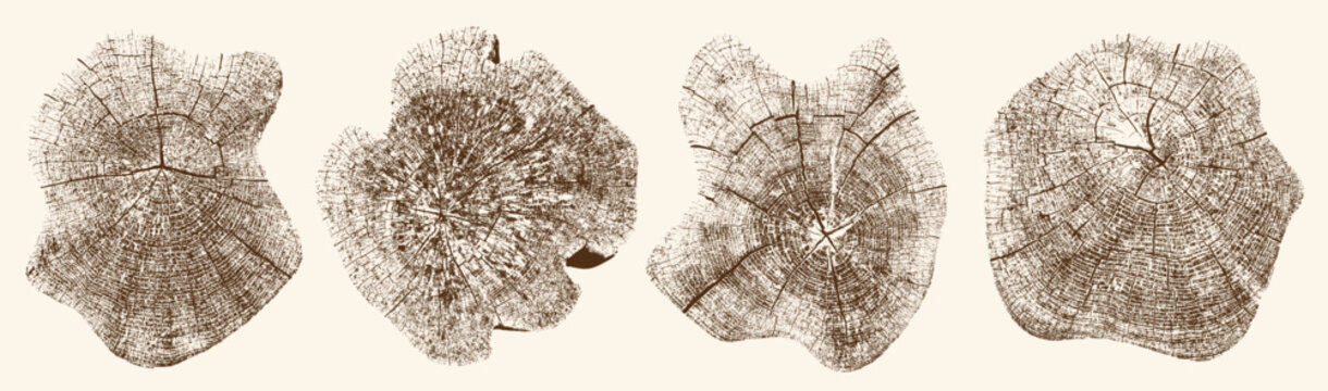 Tree growth rings set with close up trunk sections. Natural wood stamp textures showing growth layers, detailed vector illustration for organic design elements, backgrounds. Wood texture, tree, rings.