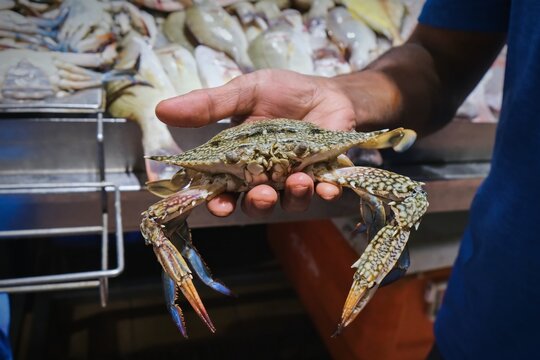 Fresh blue swimmer crab held by fish market vendor, raw seafood close up, Portunus pelagicus, fresh catch display, seafood market UAE, marine crab, commercial fishing and seafood trade concept