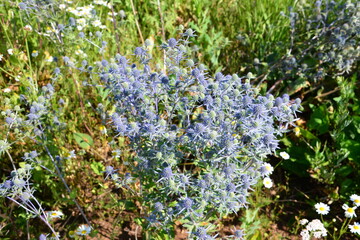 Obraz premium Spiky Blue Sea Holly Flowers in a Wild Meadow close up