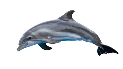 Graceful grey dolphin swimming, isolated on transparent background © Piotr