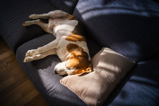 Top View of a Beagle Dog Sleeping on a Sofa with a Pillow