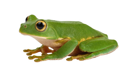 Obraz premium Bright green tree frog with yellow accents, isolated on transparent background