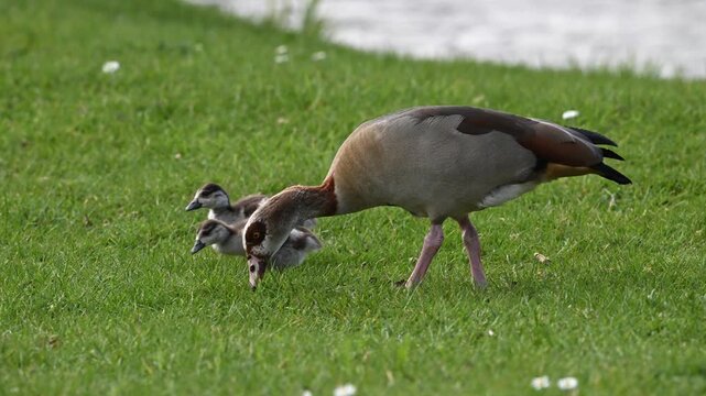 Egyptian goose adult with her Goslings grazing