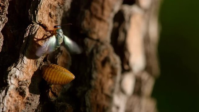 Cicada insect and nymph on textured tree bark with natural lighting, macro shot showing insect life cycle and textures