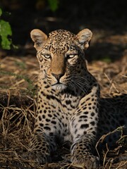 Fototapeta premium ANIMALS WILD 
