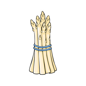 Bundle of fresh white asparagus tied with blue bands, simple illustration, healthy food concept