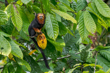 A Golden-headed Lion Tamarin holds a cocoa bean in his hand in Brazil, South-America. © Rob