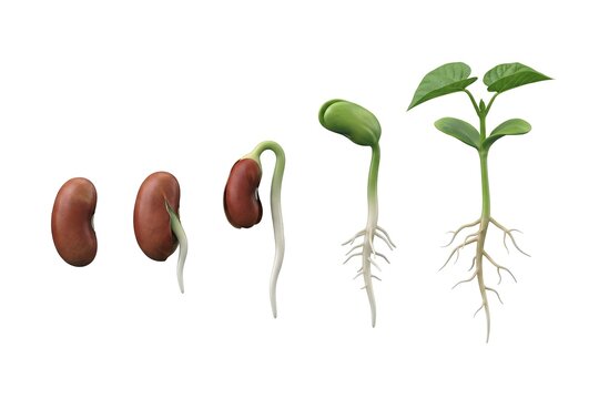 Hyper-Realistic 3D Illustration of Bean Seed Germination Stages Isolated on White Background